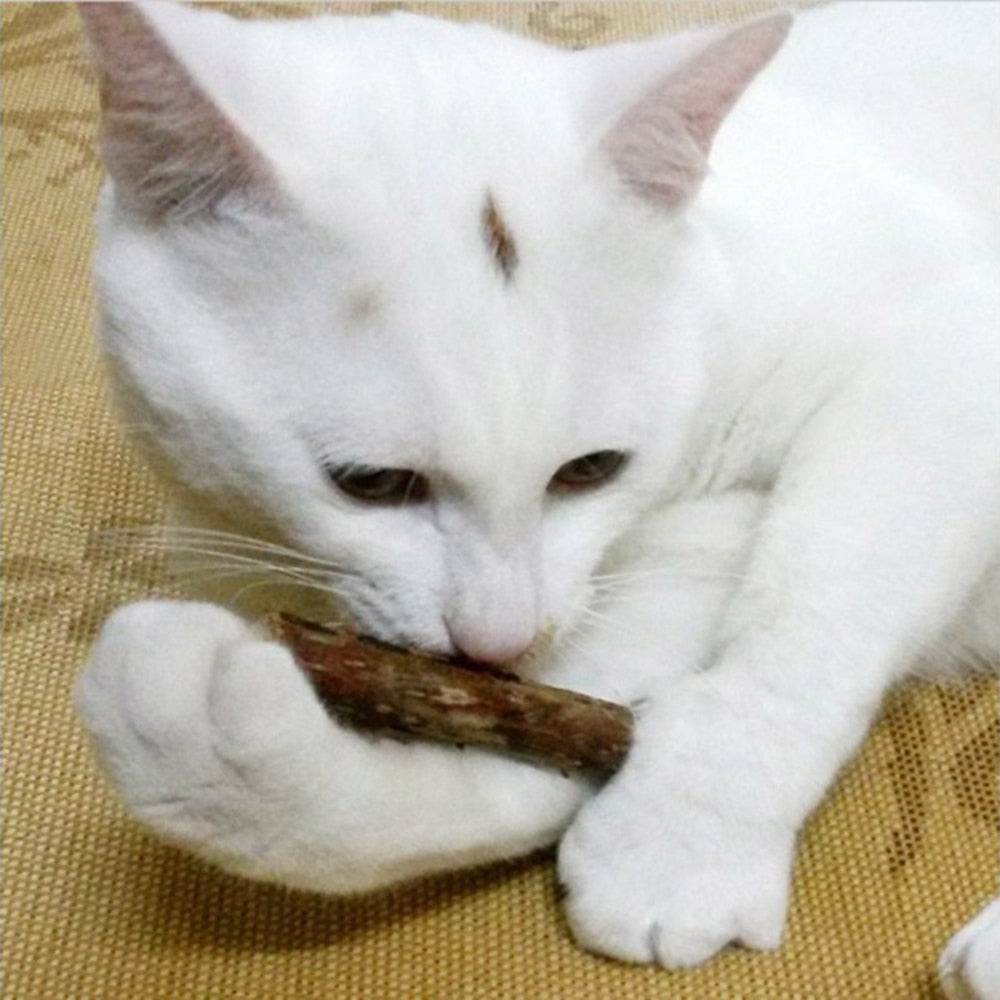 5Pcs/lot Cat Cleaning Teeth Pure Natural Catnip - Big J's Showstoppin' Store