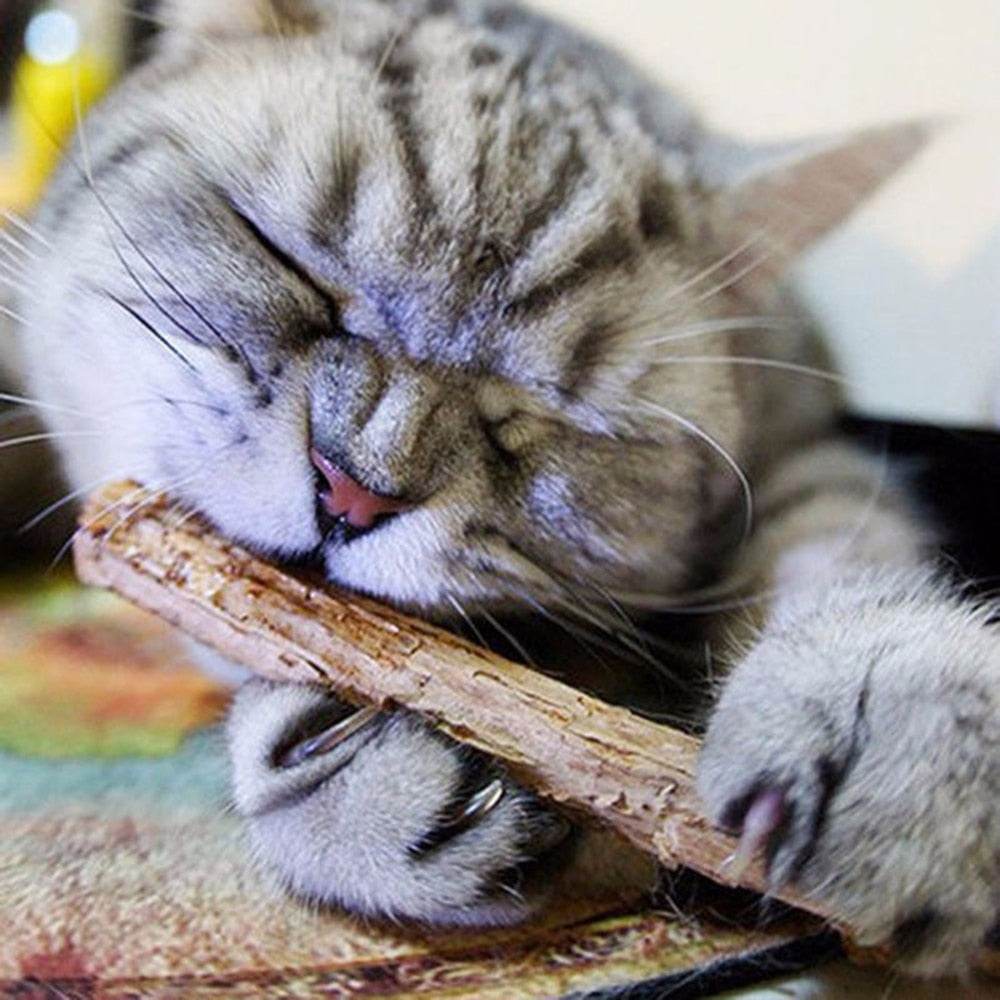 5Pcs/lot Cat Cleaning Teeth Pure Natural Catnip - Big J's Showstoppin' Store